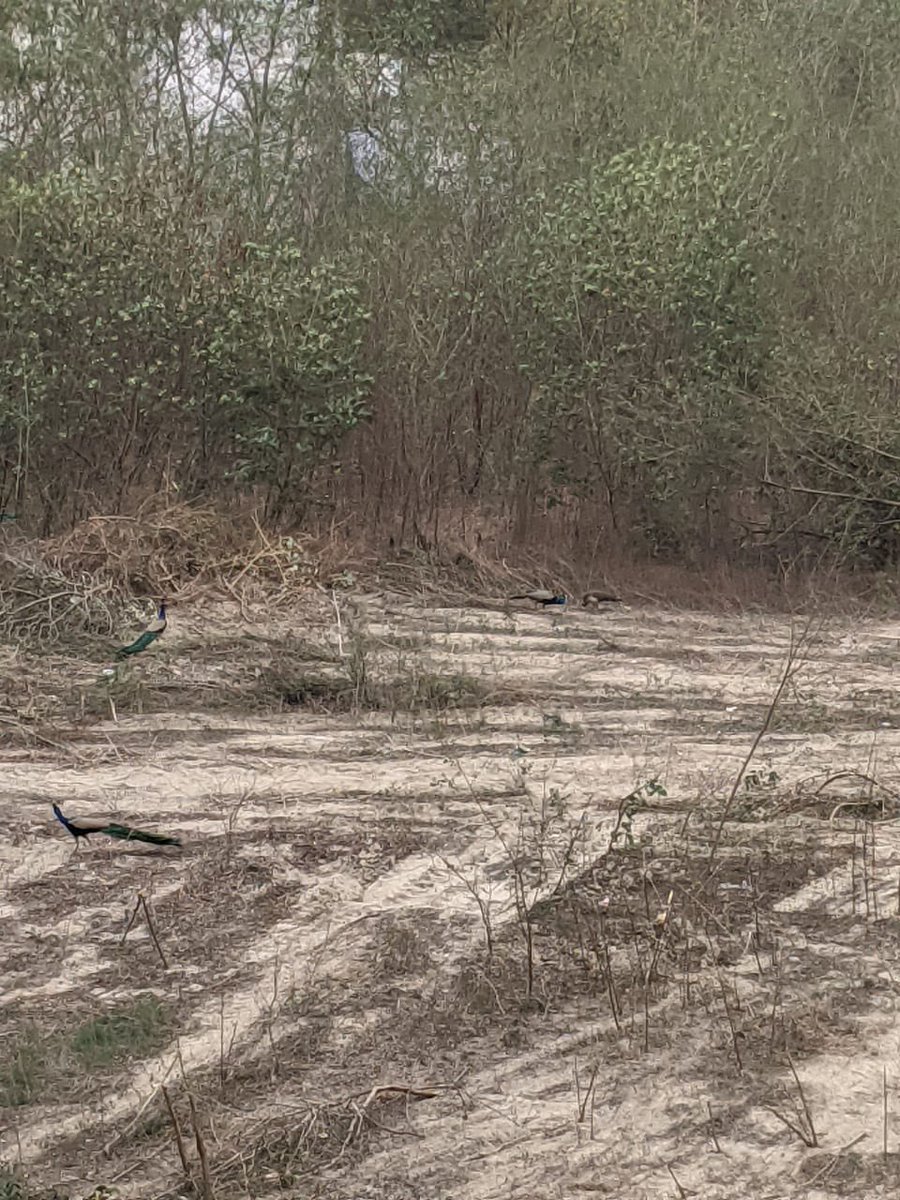 ApoorvaB22's tweet photo. In Bhavani ground sector 46, Noida they are cutting down trees ruthlessly. Peacocks have lost their home and are crying since yesterday.Can somebody please look into this and relocate them? This should have been done earlier. @PrakashJavdekar @sambitswaraj @conserve_ind https://t.co/lueInBsDz7
