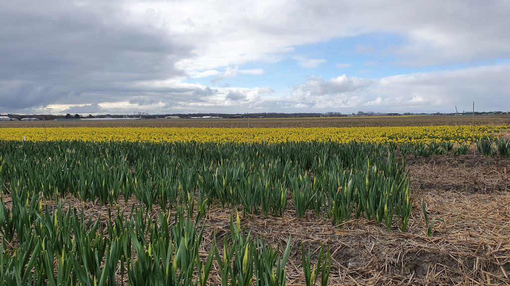 Goodmorning! A bit cloudy but spring is here! #daffodils #spring #holland