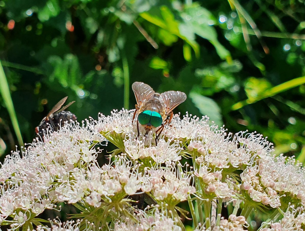 DrBananaGarcia's tweet photo. #MondayInsect
A horse-fly (#tabanidae) and its beautiful green eyes ๐
Have a great week everyone! https://t.co/AfQhUA0Klr