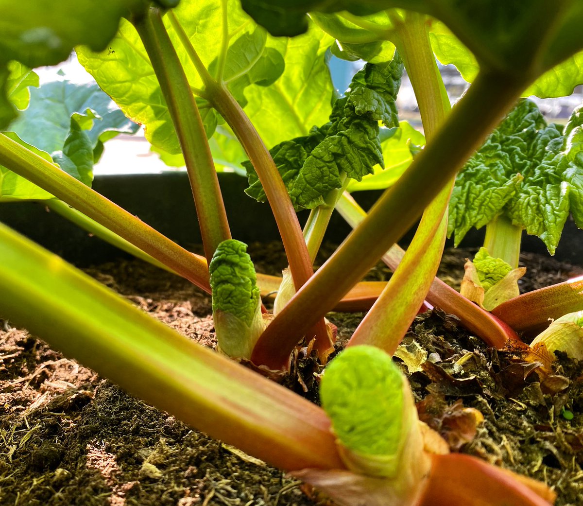 Gardeners Kitchen tweet media