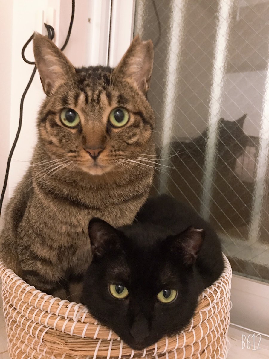 chichinanko😺保護猫を家族に🌿里親詐欺・虐待から動物たちを守りたい 