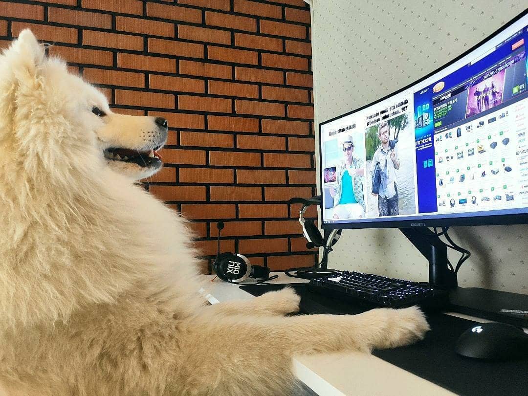 Jimms_fi's tweet photo. Kapu-apuaspalaiselta annos motivaatiota maanantaihin sekä muistutus ergonomian tärkeydestä! Nouse välillä seisomaan tai jumppaa hetki, ja muista oikea katselukulma näytöissä ☺️
#maanantaimoti #goodboi #jimmspc #noblechairs #standingdesk #etätyö #homeoffice #samoyedlife https://t.co/SF0FpZ6cMj