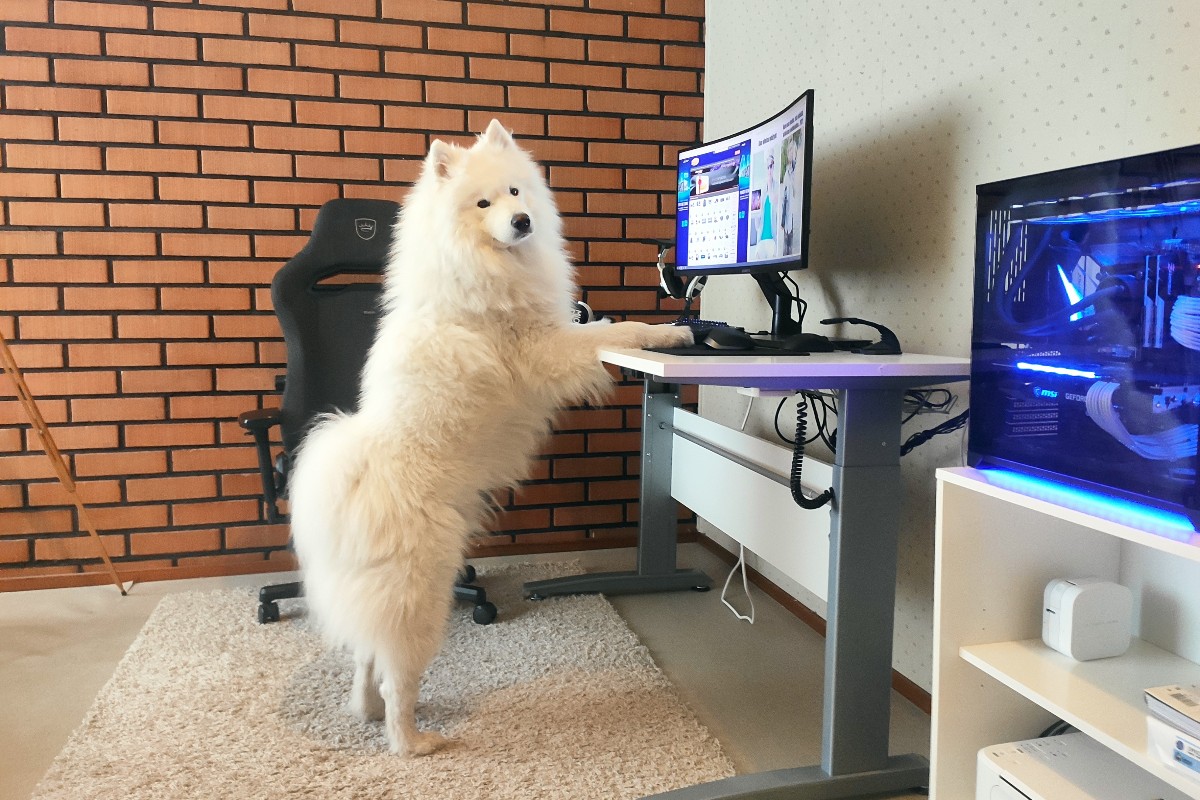 Jimms_fi's tweet photo. Kapu-apuaspalaiselta annos motivaatiota maanantaihin sekä muistutus ergonomian tärkeydestä! Nouse välillä seisomaan tai jumppaa hetki, ja muista oikea katselukulma näytöissä ☺️
#maanantaimoti #goodboi #jimmspc #noblechairs #standingdesk #etätyö #homeoffice #samoyedlife https://t.co/SF0FpZ6cMj