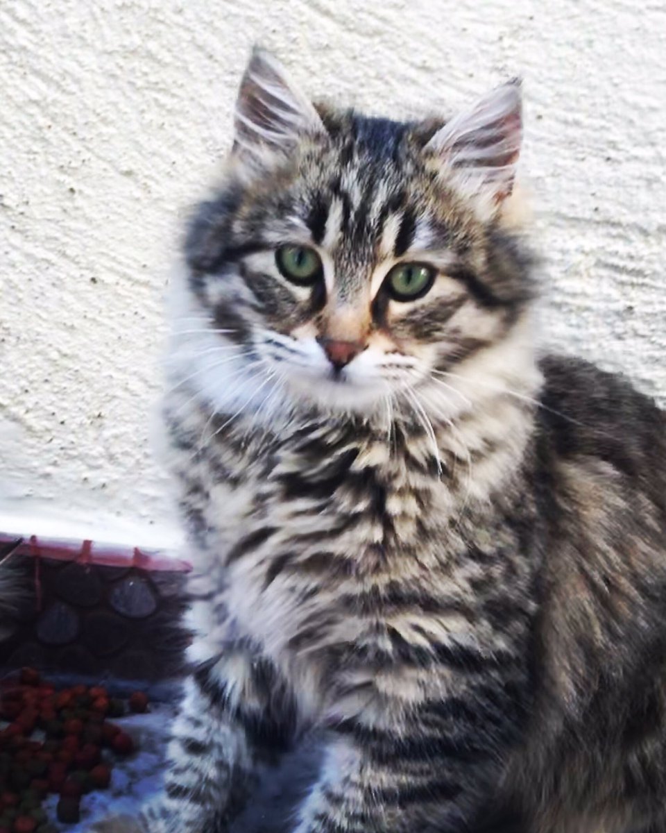 Vesikalıyk fotoym neyasmki