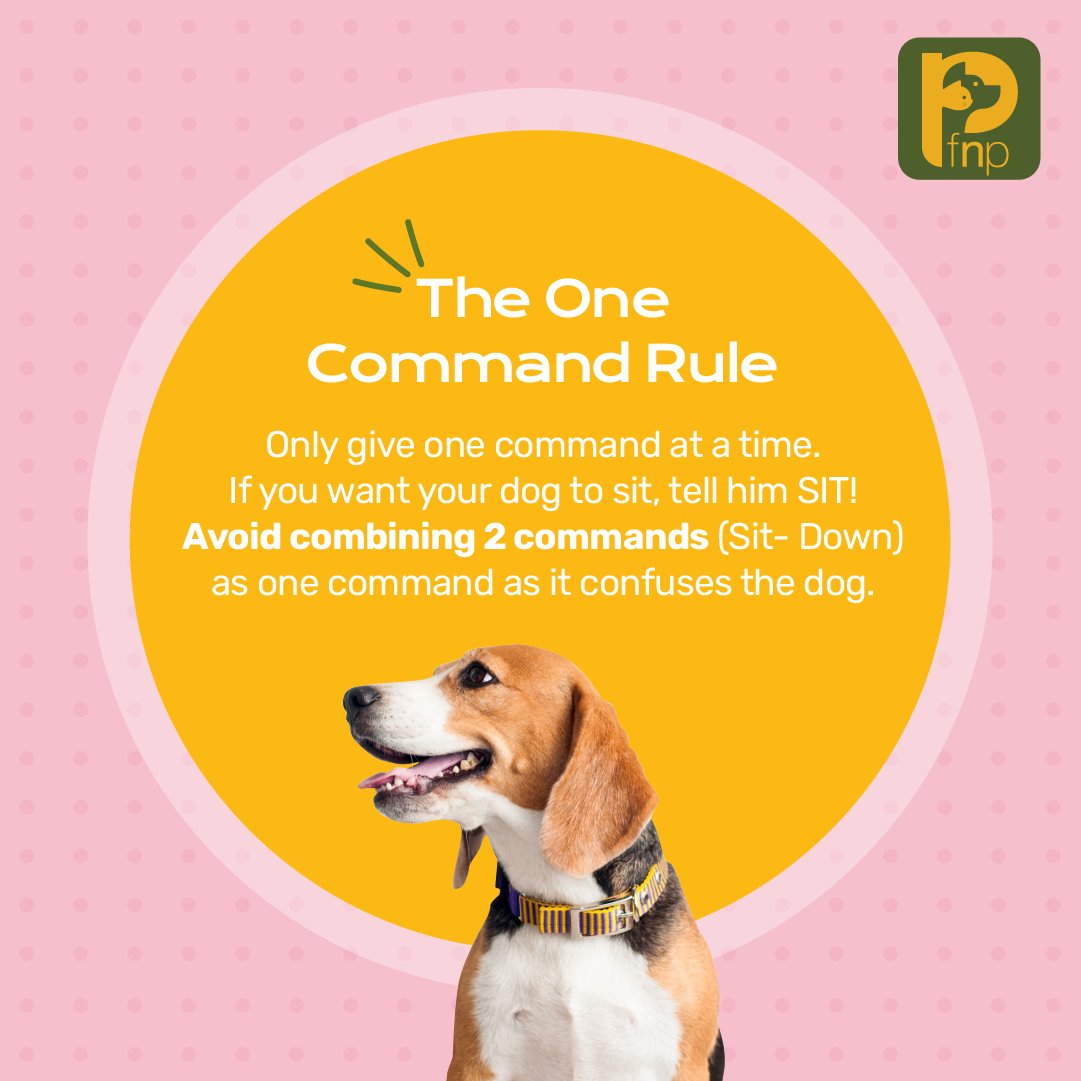 FNPPETS's tweet photo. Simple tips to help you train your pup in a better, kinder way. Got any questions on dog training? Send us a DM or comment below! 

#pets #petparents #petsofindia #petlovers #doggos #cattos #dogs #cats #petsarefamily https://t.co/jHXD08pcLd