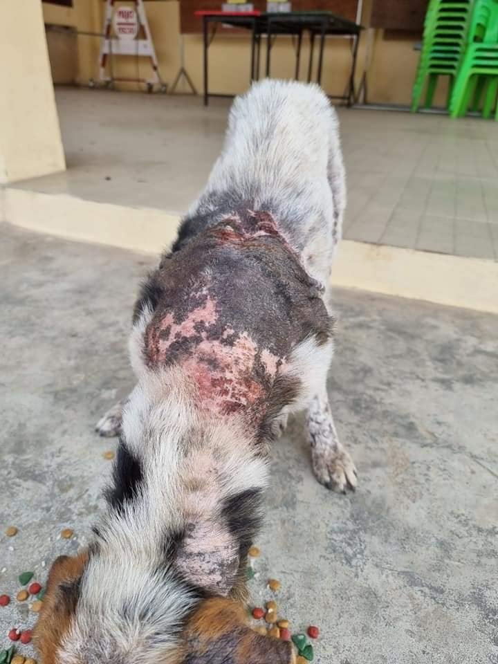 TheSoundOfAnim2's tweet photo. Une nouvelle chienne errante dans un mauvaise état 🥺 
Elle est affamée et fatiguée, Michaël commence un traitement pour sa peau 🙏

https://t.co/aaE9b0K1HH https://t.co/B0apz1F78B