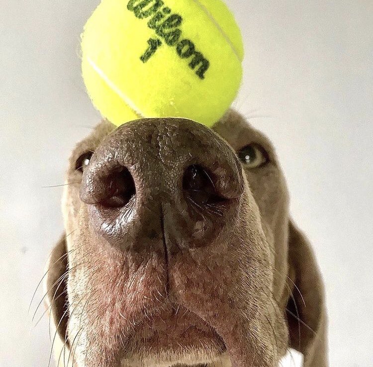 Foco! É segunda-feira!

📸: <a href="/wilsontennis/">Wilson Tennis</a> 

#tennisball #tennis #ball #tennisball #wilsontennis #teamwilson #wilsonbrasil