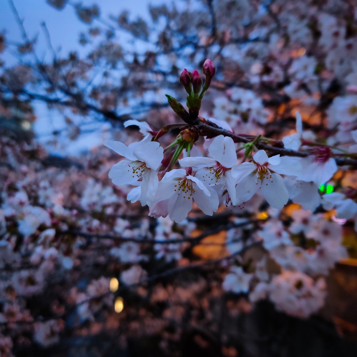 Japaniafr's tweet photo. La beauté des fleurs de cerisiers en fin de journée à Tokyo 🌸 https://t.co/FdVtSib1JD