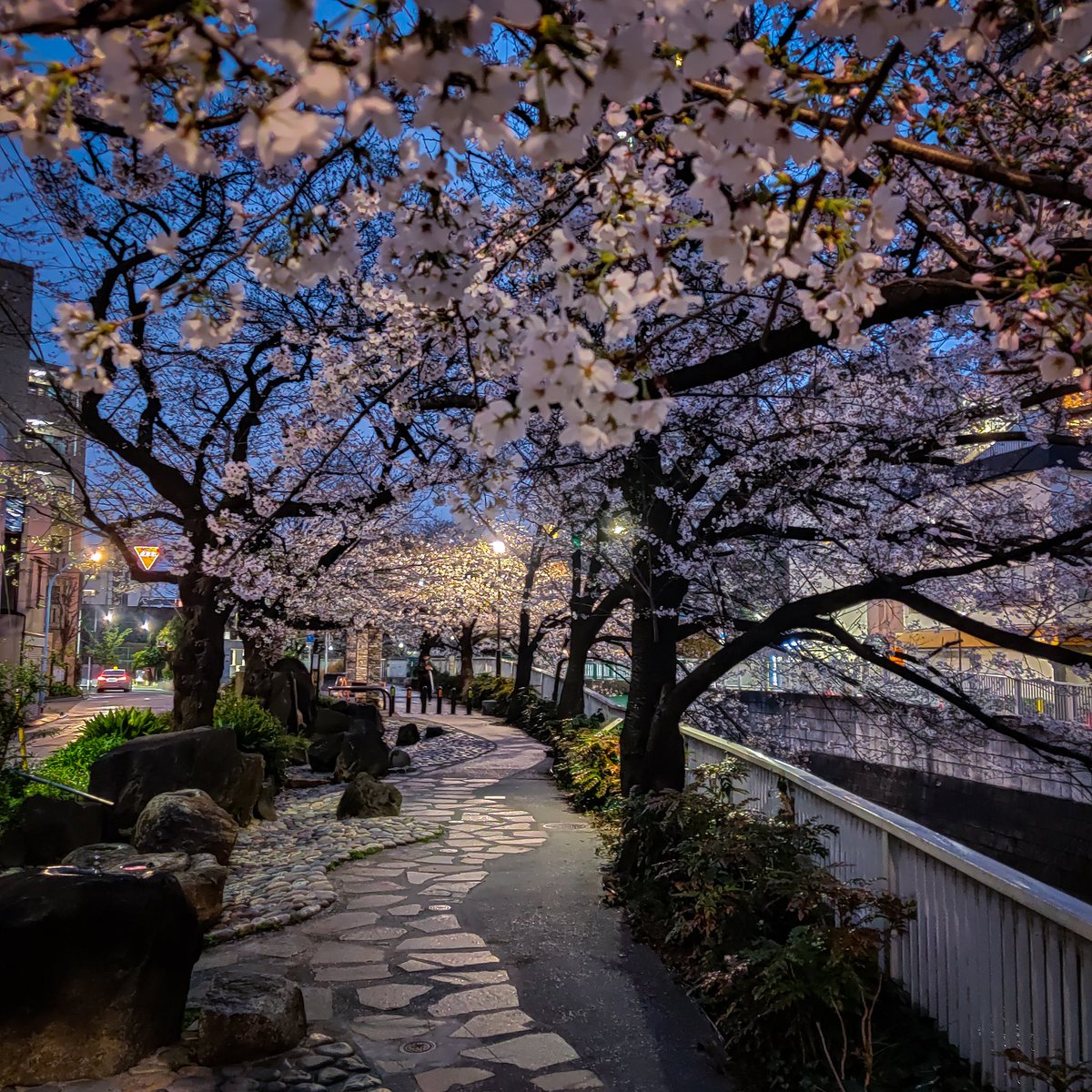 Japaniafr's tweet photo. La beauté des fleurs de cerisiers en fin de journée à Tokyo 🌸 https://t.co/FdVtSib1JD