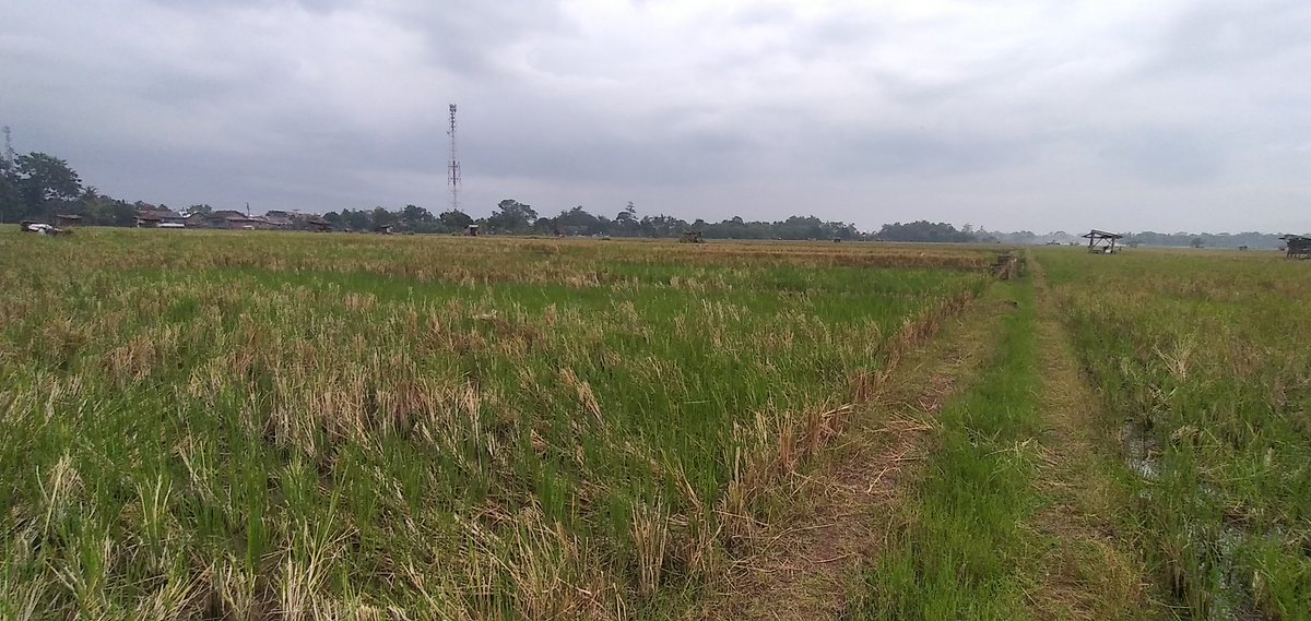Arifnaleraja's tweet photo. Sore ini. Setelah harga gabah yang murah, pupuk susah dicari. https://t.co/TiQM2eTQ8y