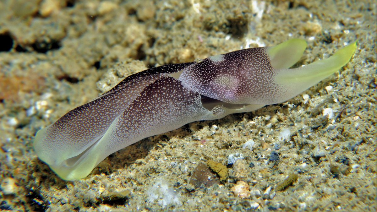 Chris_Drerup's tweet photo. 🐌 For this week's #MolluscMonday I present you #Chelidonura amoena, the 'lovely #headshield #slug' (great name!). I took this picture while muck diving in #Okinawa in 2019. https://t.co/OsY1675cCZ