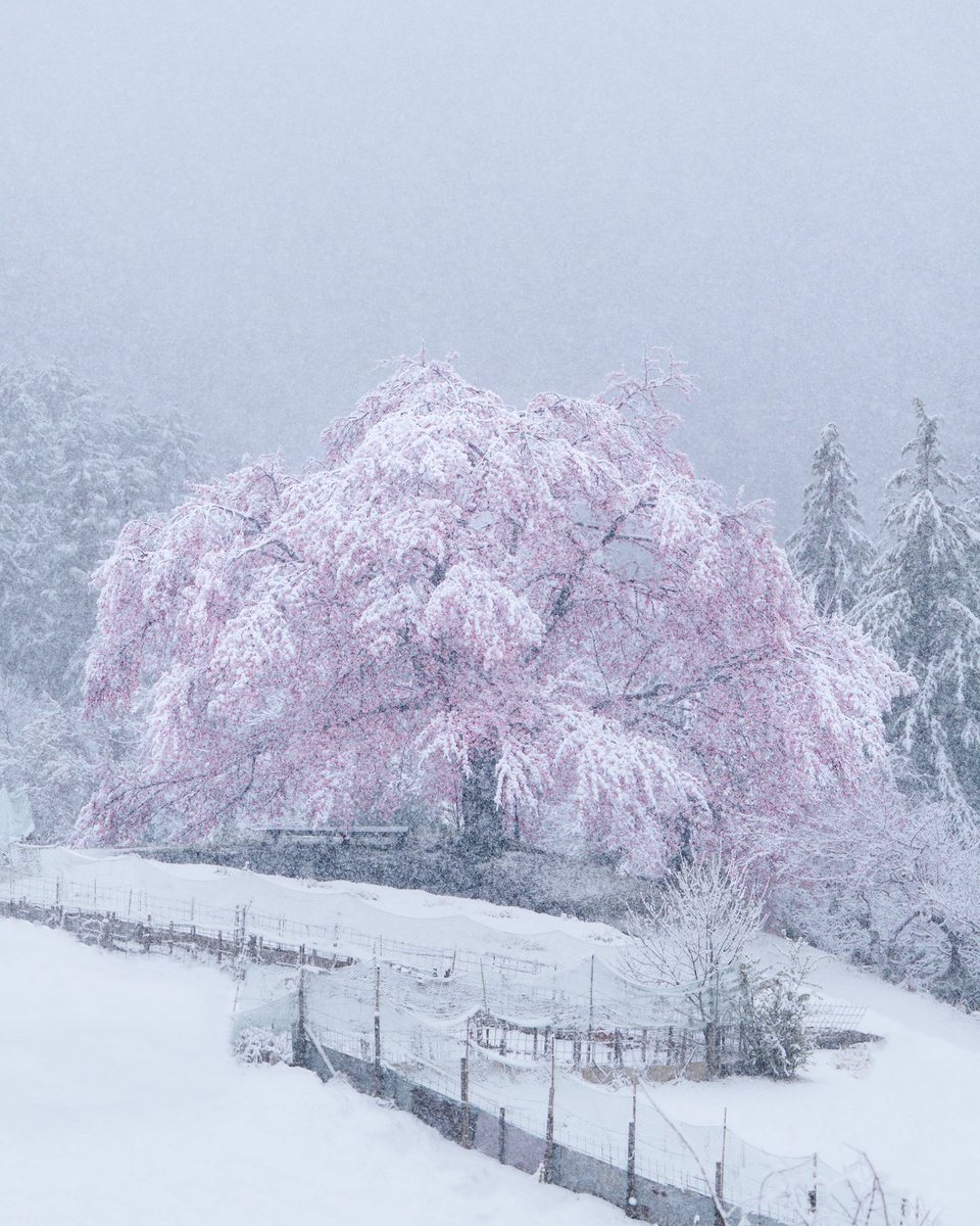 自然の奇跡 めったに見られない桜と雪のコラボが 不思議な世界 カオス でめちゃ美しいので集めてみました Togetter 自然の奇跡 めったに見られない桜と雪のコラボが 不思議な世界 カオス でめちゃ美しいので集めてみました Togetter