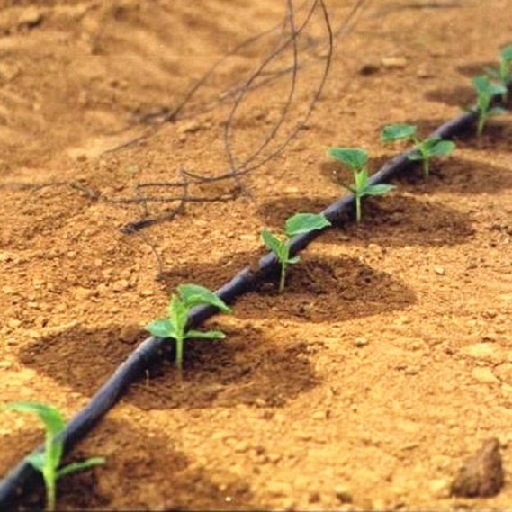 caledelspagesos's tweet photo. 22 de març: DIA MUNDIAL DE L'AIGUA.

L'activitat agrícola pot afectar la disponibilitat dels recursos d'aigua dolça i la seva qualitat; per això les comunitats de regants aposten cada vegada més per l'ús de tecnologies de reg més eficients i un canvi cultural envers l'aigua. https://t.co/jakwSqONMO