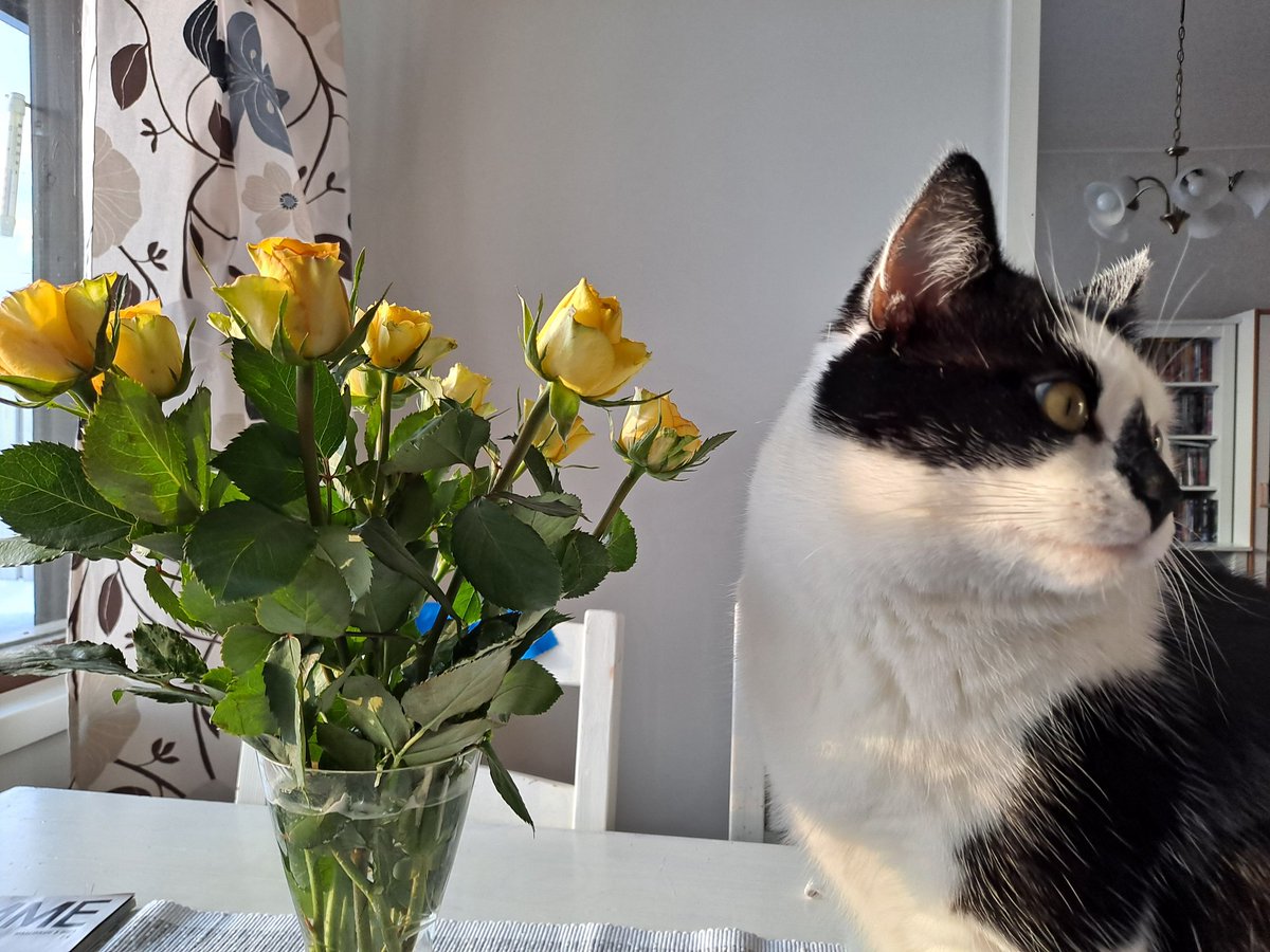 Ullapia's tweet photo. Salmix💗 ja sen ruusut 💕#kotona #Kihniö https://t.co/MGh94mMcVn