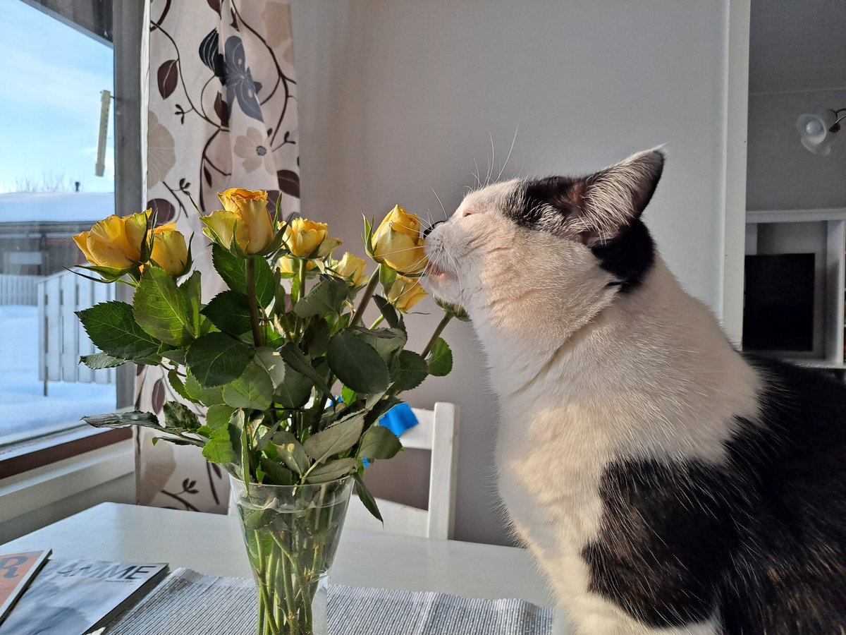 Ullapia's tweet photo. Salmix💗 ja sen ruusut 💕#kotona #Kihniö https://t.co/MGh94mMcVn
