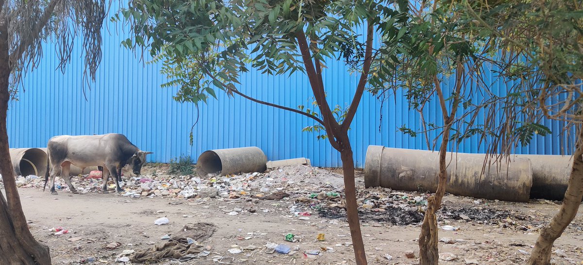 KomalaRayu's tweet photo. A lot of garbage is thrown on the main road near Gaur Chowk. It causes a bad smell. It becomes worse when it rains.@PMOIndia @myogiadityanath @OfficialGNIDA https://t.co/LlgGr70rhh