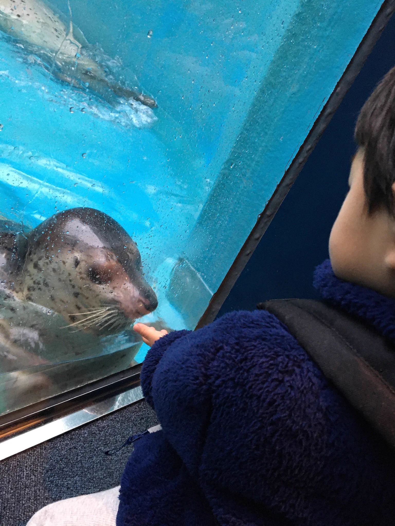 @sususupika 秋田の男鹿水族館GAOですが、こちらのゴマフアザラシのファンサも最高でしたよ。ずっと遊んでくれました☺︎ 