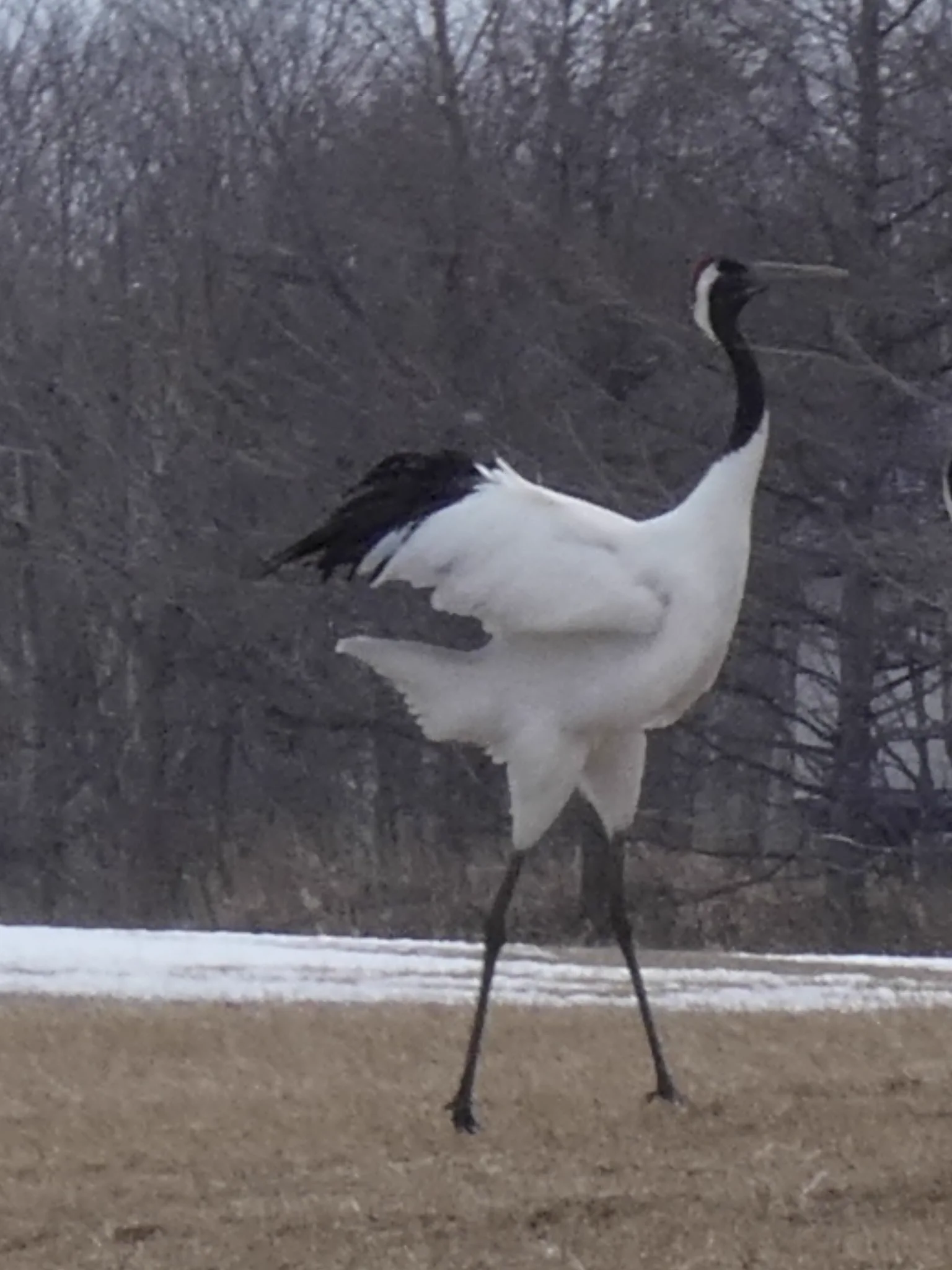 @sigure_sui 尻尾短いですしね 