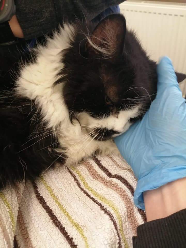 ShropsCatRescue's tweet photo. #MondayCATups ~ Last Thursday for some of the Villagers & cats for rehoming was a visit to #QuarryVets here we have Pickle, Kupula, & Sally who were well behaved. Dear Pookie had her coat dematted. She was so good β€ click link info #CatsOfTwitter
https://t.co/fmh5EEpd8S https://t.co/VCIarTd0c4
