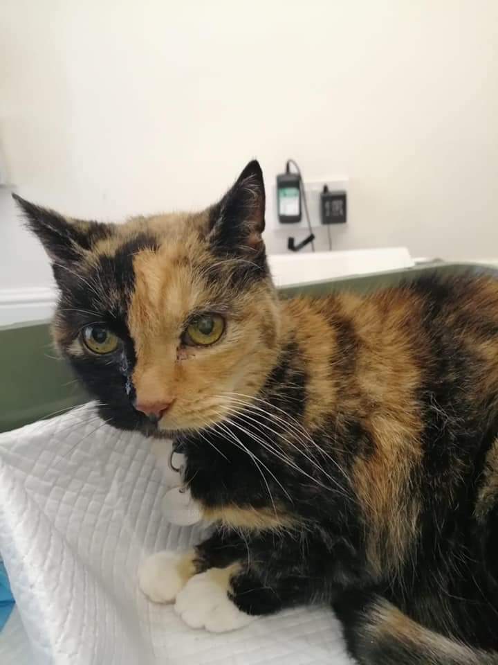 ShropsCatRescue's tweet photo. #MondayCATups ~ Last Thursday for some of the Villagers & cats for rehoming was a visit to #QuarryVets here we have Pickle, Kupula, & Sally who were well behaved. Dear Pookie had her coat dematted. She was so good β€ click link info #CatsOfTwitter
https://t.co/fmh5EEpd8S https://t.co/VCIarTd0c4