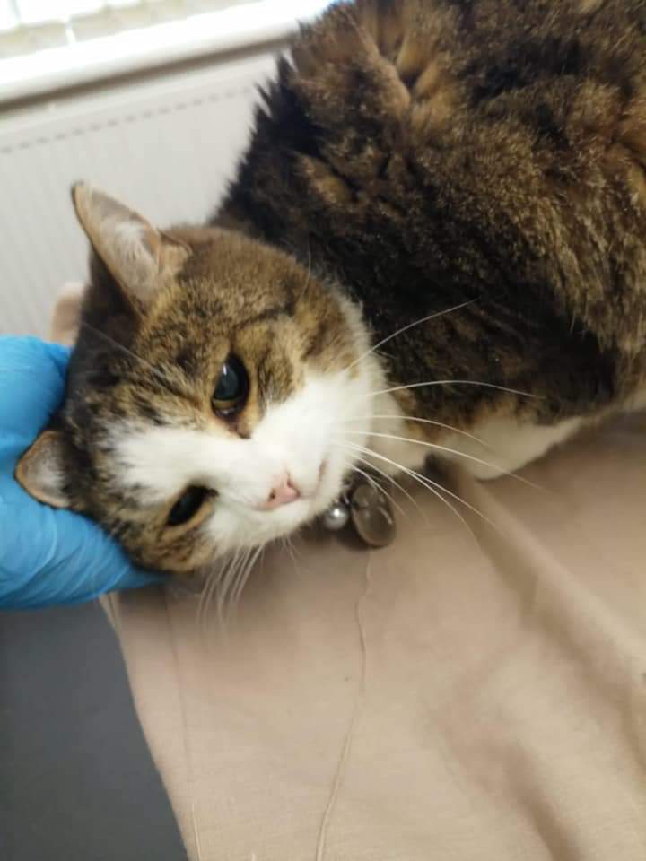 ShropsCatRescue's tweet photo. #MondayCATups ~ Last Thursday for some of the Villagers & cats for rehoming was a visit to #QuarryVets here we have Pickle, Kupula, & Sally who were well behaved. Dear Pookie had her coat dematted. She was so good β€ click link info #CatsOfTwitter
https://t.co/fmh5EEpd8S https://t.co/VCIarTd0c4
