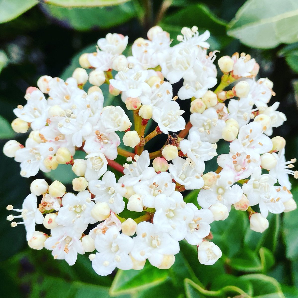 Viburnum flowers are popping up everywhere! Robust shrubs with tiny delicate individual blooms creating one big impact floral display! #lovespringflowers #hopeforthefuture #timepasses #nextweekflorals #scones_sunflowers #whiteflowers #spring #seethedifference #feelthedifference