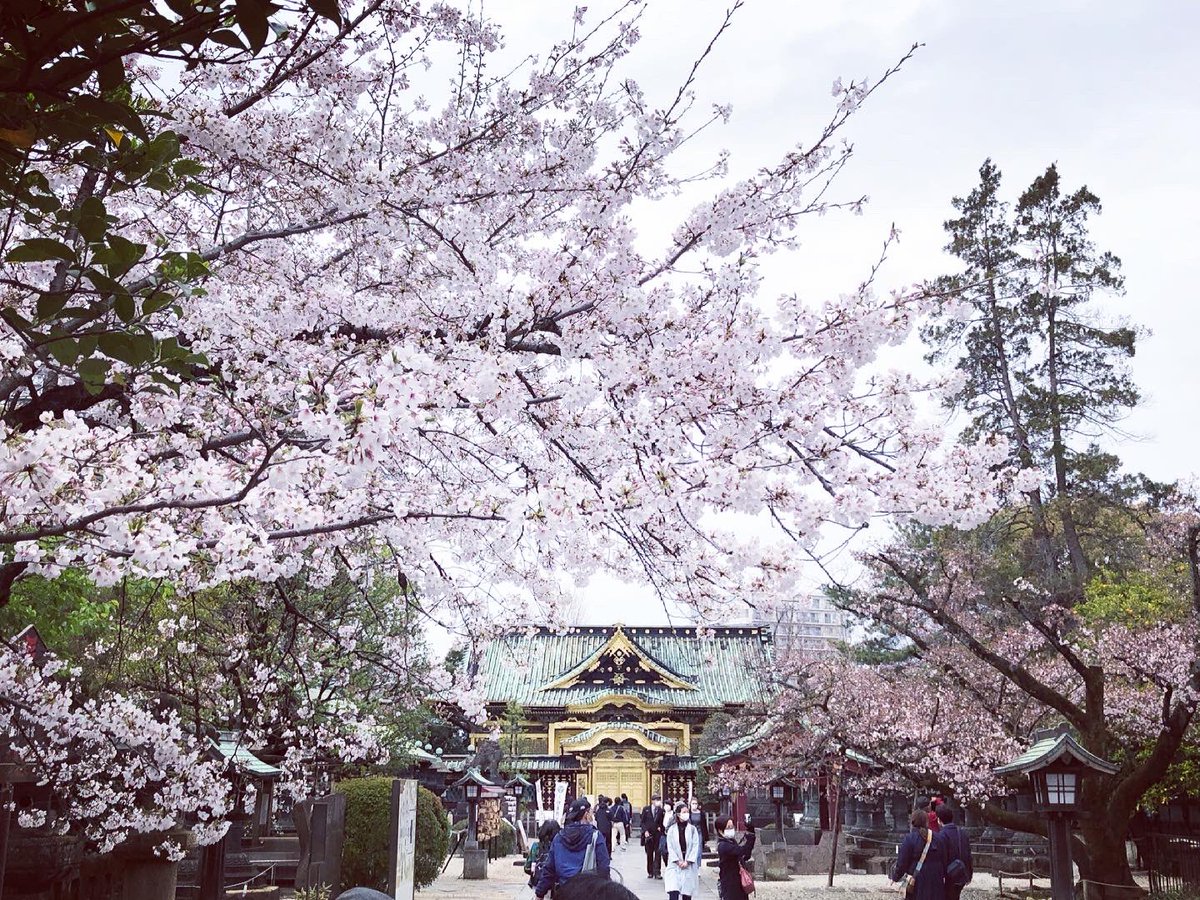 坂入俊介 桜 春 散歩 坂入俊介 桜 春 散歩