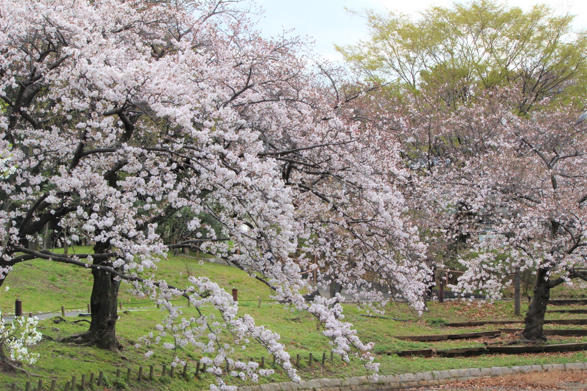 花博記念公園鶴見緑地 公式 写真は 四季の池 左 パーゴラ広場裏側 右 の ソメイヨシノ ですが このようにもう満開に近いほど咲いている場所もチラホラ 今年は例年に比べ 少し早めに満開のソメイヨシノを見れそうです お花見をする時は