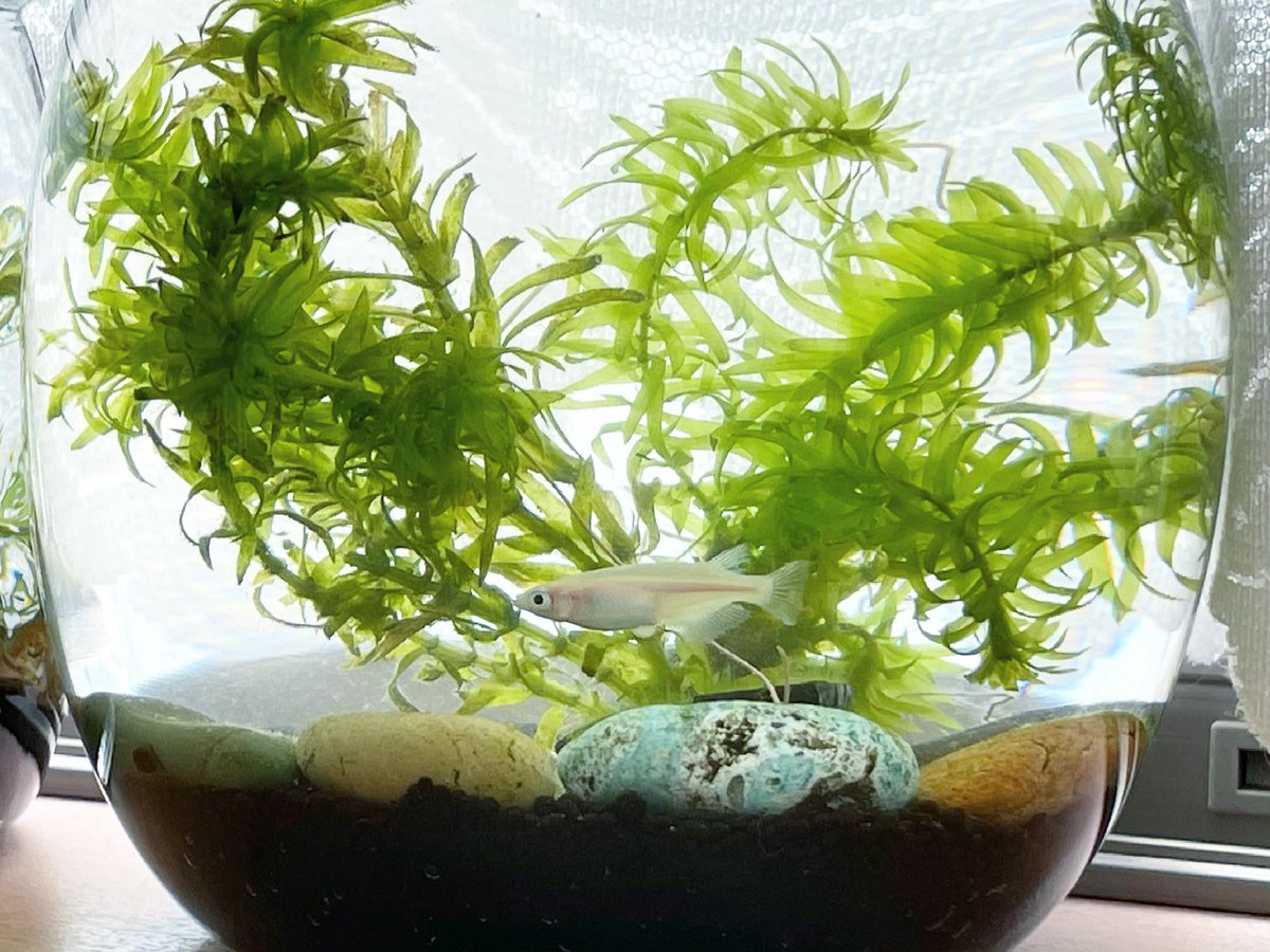 ビオトープメダカ