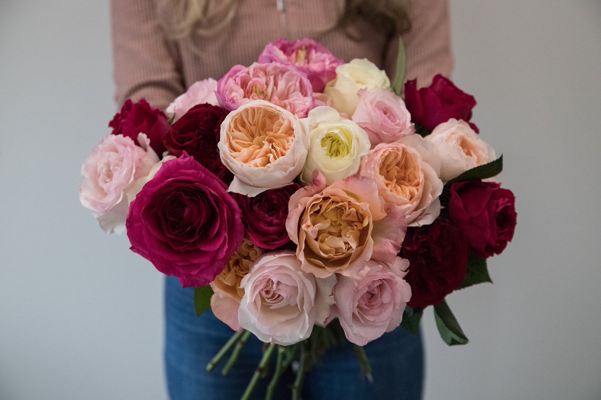 FlowersHoek's tweet photo. GARDEN ROSES 💕
Say hello to these pretty roses! 

If only we could let you smell them through Twitter 🤩

#Hoekflowers #flowers #roses #davidaustinroses #blumen #fiori #bouqet #weddingflowers #inspiration #floristry #floristlife #flowerexport #redroses #parfumroses https://t.co/csgv0fsVPV