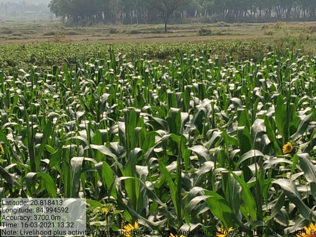 JindalFndn's tweet photo. Implementation of #Integrated Watershed Dev. Project over  catchment of 4000 acres at Angul by @JSPLFoundation, recharging ground water, conserving top soil to double income of 2500 Rural Families sustainably partnering with NABARD.  #ValuingWater #WorldWaterDay @shallujindal20 https://t.co/krk6ZfGA4D