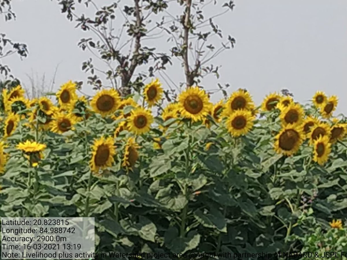 JindalFndn's tweet photo. Implementation of #Integrated Watershed Dev. Project over  catchment of 4000 acres at Angul by @JSPLFoundation, recharging ground water, conserving top soil to double income of 2500 Rural Families sustainably partnering with NABARD.  #ValuingWater #WorldWaterDay @shallujindal20 https://t.co/krk6ZfGA4D