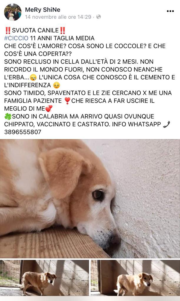 GabriellaBargh1's tweet photo. LUI DALLA VITA NN HA AVUTO NULLA
RTRTRT X QUALCOSINA PRIMA DI VOLARE. GRAZIE ❤😭🙏🐾☘❤ https://t.co/8eSYyAq7Vc
