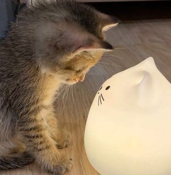 cats with powerful impression 🐾 tweet media