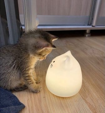 cats with powerful impression 🐾 tweet media