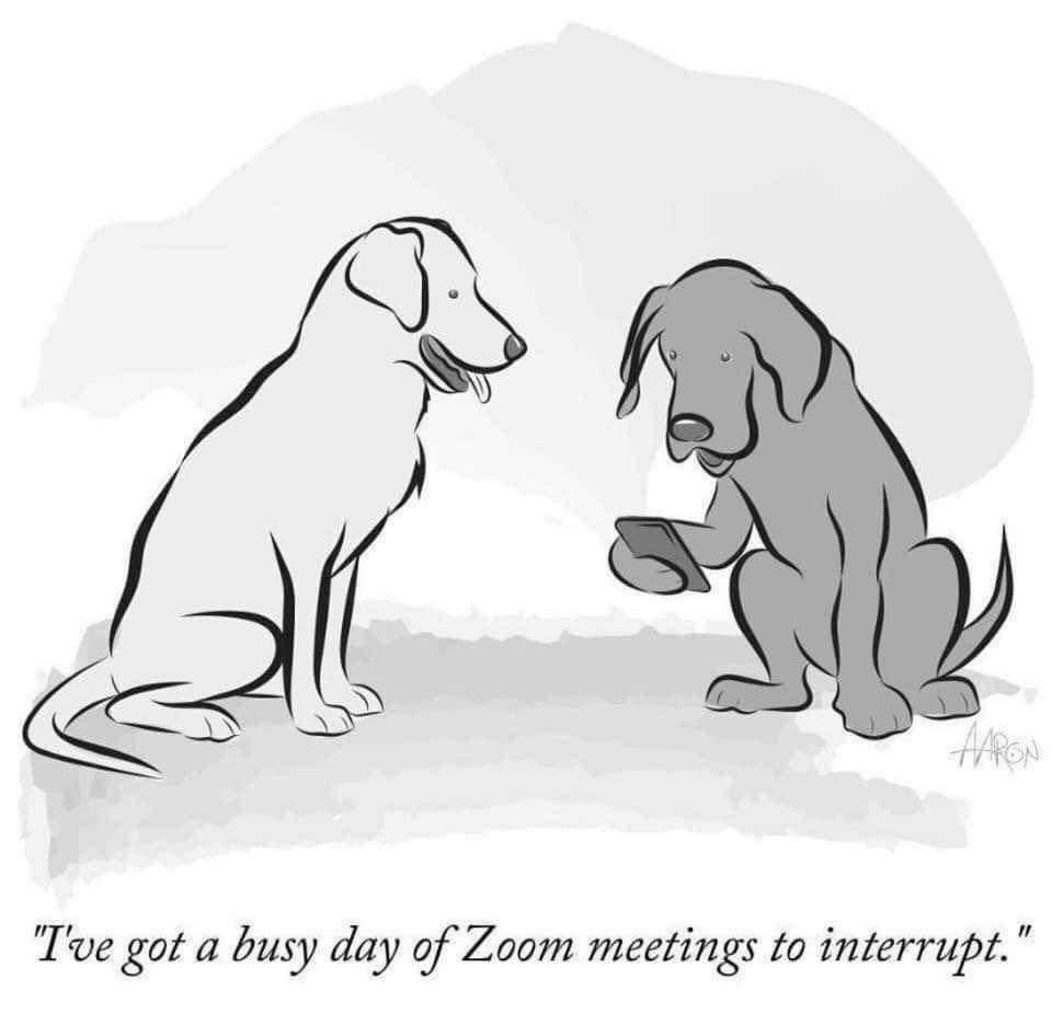 Gooooood morning #woofstockers and welcome to Monday the 22nd of March 2021. Here is your #woofstockhumour for the day for all of us who are working from home and use the phrase "sorry it is the dog" 🤣🐾🐕