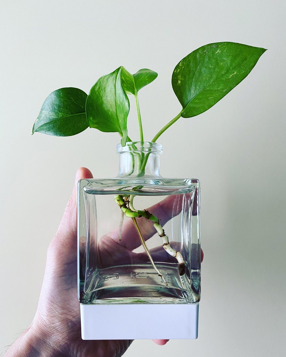 Tentando di salvare un ramo di pothos ho provato a metterlo nell’acqua. Dopo qualche settimana ecco il risultato: foglie e radici nuove. Mai arrendersi! #resilienza 🌱

#WorldWaterDay.

#GiornataMondialeAcqua.

#GiornataMondialeDellAcqua.

#22marzo.