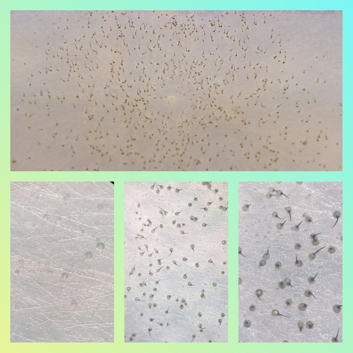 DrAndiWilson's tweet photo. #Ascomata from my #MicroscopeSlide experiment from last week 🤩🤩
Three and a half days post inoculation and I have a lawn of ascomata! 😍
Looks like our humidity experiment is going to work 🍄🧬
#MycoMonday #MycoTwitter #FungalTwitter #SexInFungi https://t.co/lCf4ZnXOit