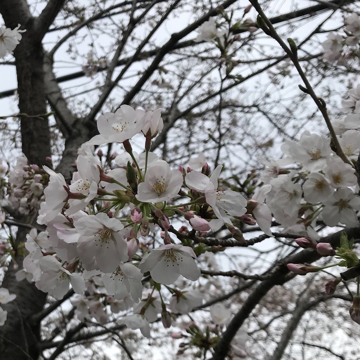 waxmaxy's tweet photo. 今日の桜坂 https://t.co/TcevqFV54C