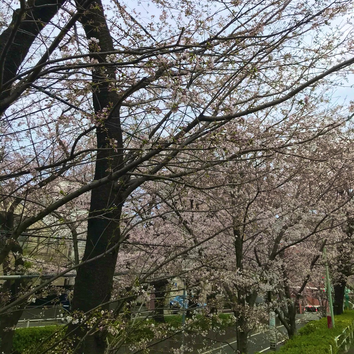 waxmaxy's tweet photo. 今日の桜坂 https://t.co/TcevqFV54C