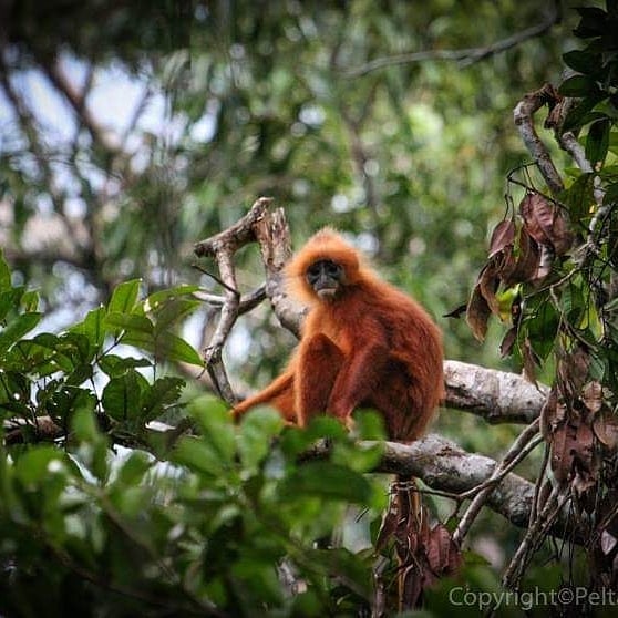 borneoorangutan's tweet photo. Orangutan River cruise in Tanjung Puting National park. https://t.co/utSWk0WMFh https://t.co/8GFXFRnLTP