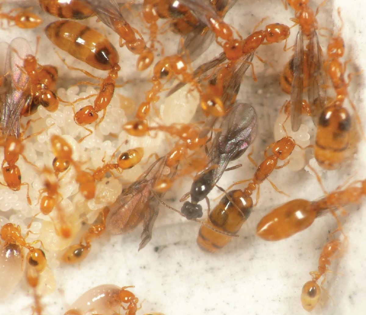 Asian Myrmecology tweet media