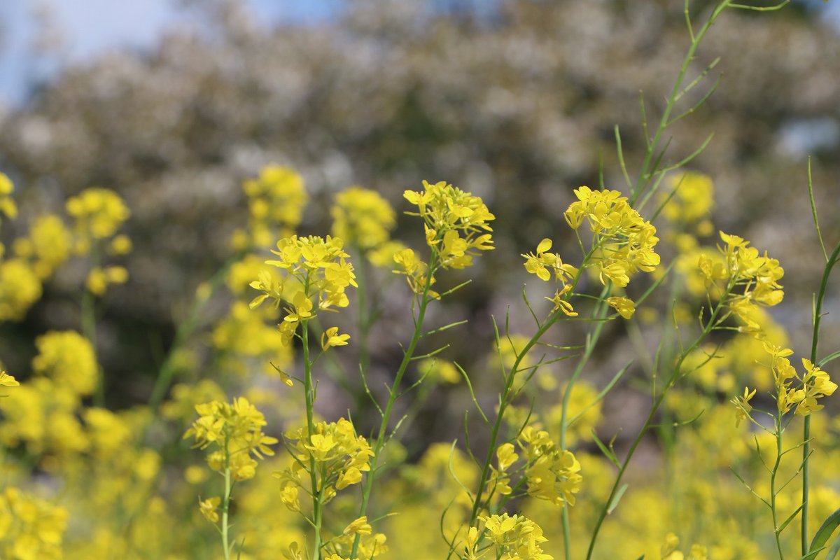 海の中道海浜公園 V Twitter ナノハナが見頃です オオシマザクラとのコラボレーションがきれいです 場所 西サイクリングセンター近く 最寄り入口 西サイクリングセンター 撮影日 3月22日 うみなか開花情報 海の中道海浜公園