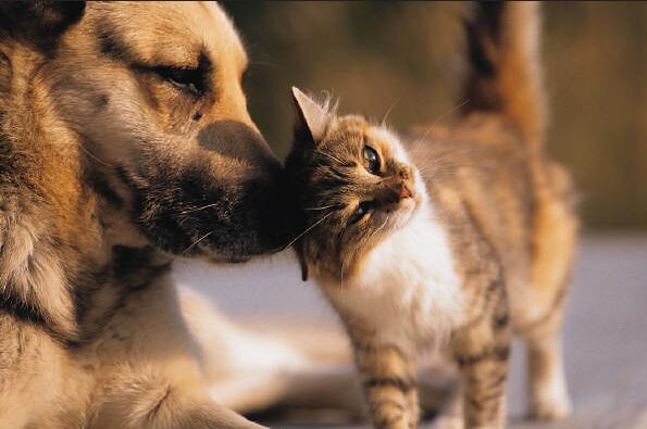 First cases of infection of domestic cats and dogs by the B.1.1.7 variant. Given the enhanced transmissibility of B.1.1.7, is there a risk that companion animals may play a more significant role in SARS-CoV-2 outbreak dynamics than previously appreciated?
doi.org/10.1101/2021.0…