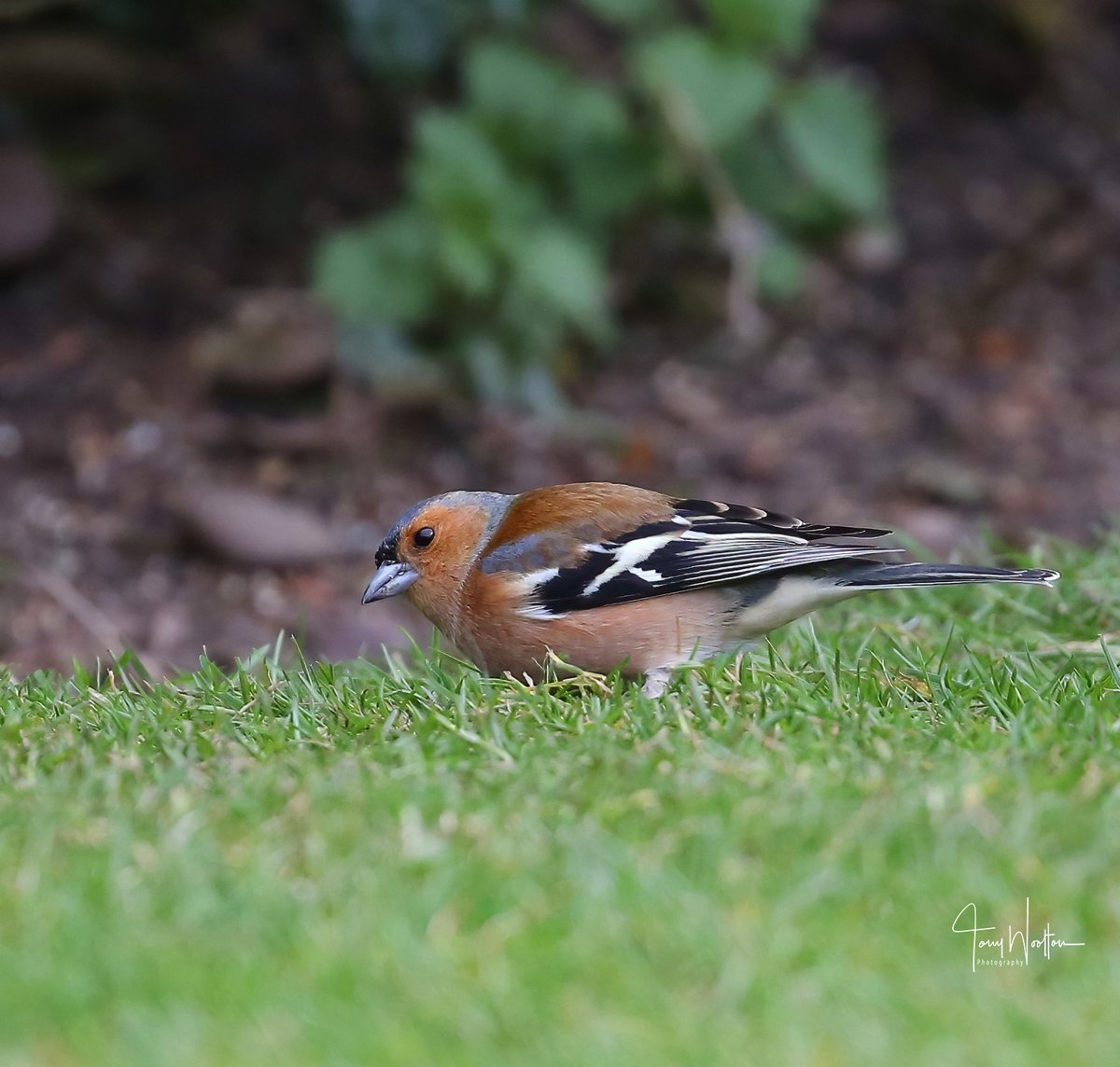 tonywootton7's tweet photo. My Garden companion yesterday .. Male Chaffinch was busy in the Borders ... https://t.co/ZXyj12Mp32