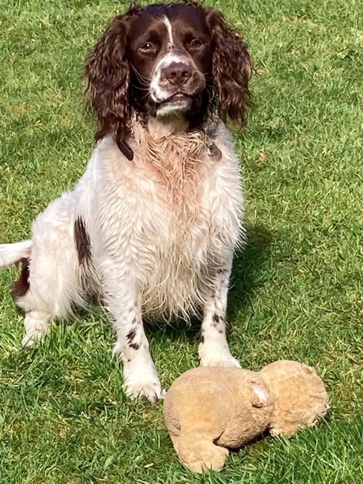 SpanielAidUK's tweet photo. Watch out for Dexter he will be becoming available for adoption in the next few days. No more info at this time please wait until his write up is on the website thank you. #springer #springer_spaniel #dog #dogs #DogsofTwittter #dogoftheday #rescuedog #Wales https://t.co/uTIRDRh177
