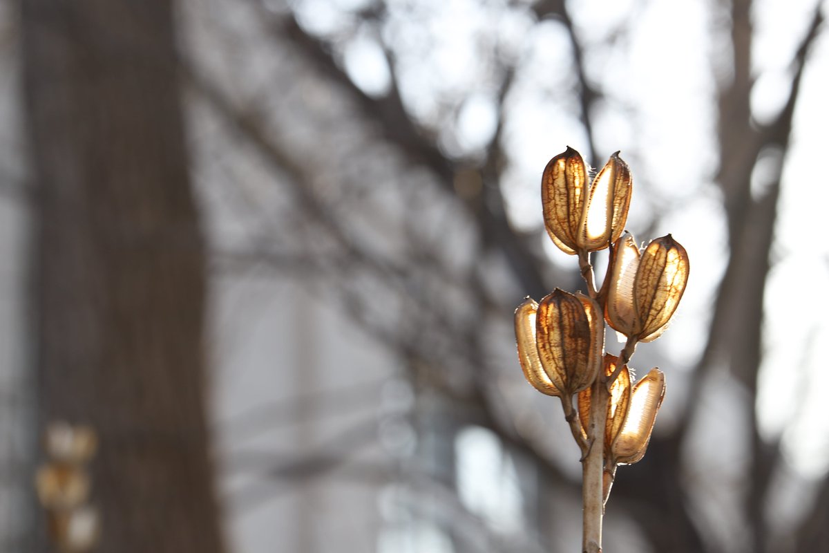 Hokkaido University tweet media