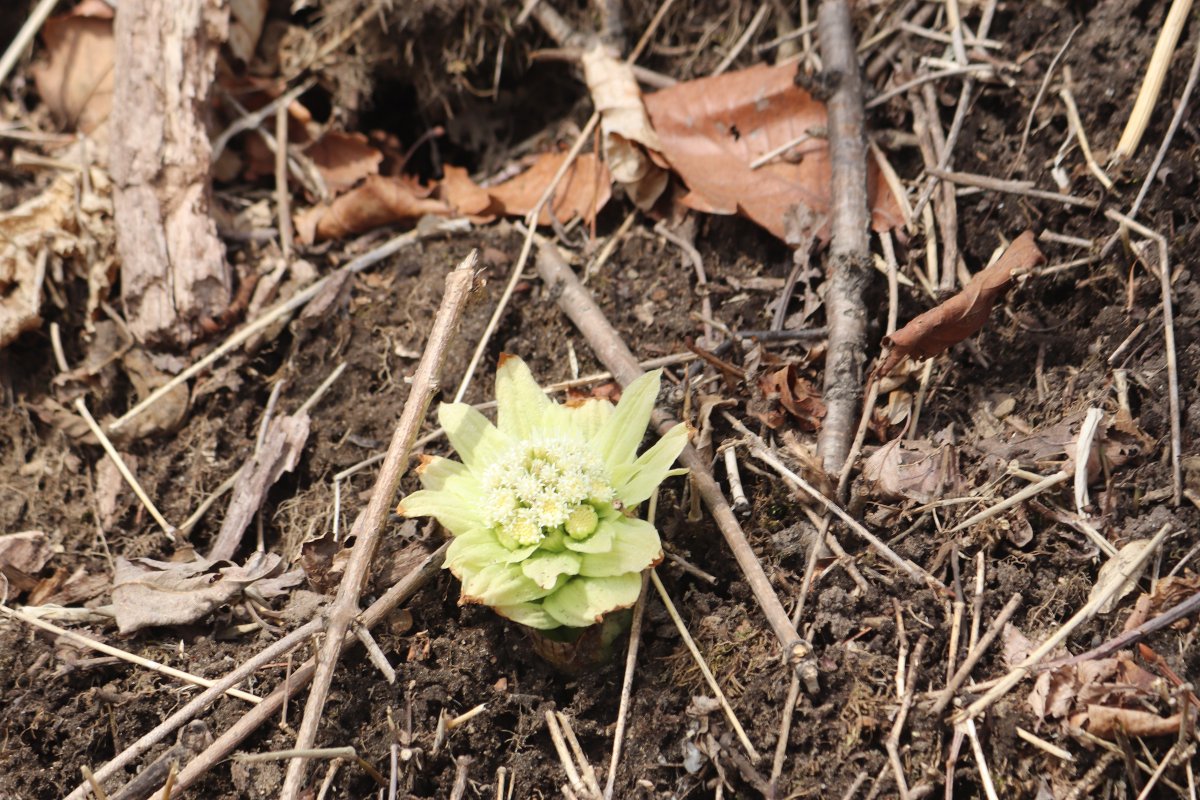 Techmo - Voice Technologies tweet media