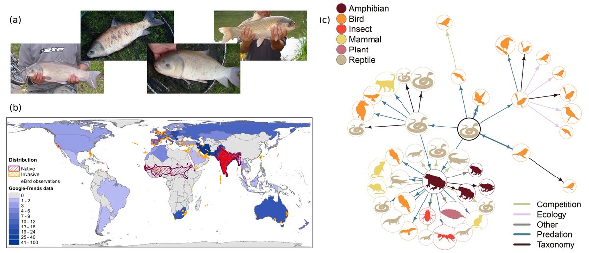 On #invasion #culturomics and #iEcology approaches to better understand #biologicalinvasions - our new paper in @ConBiology conbio.onlinelibrary.wiley.com/doi/10.1111/co… #InvasiveSpecies #alienspecies #nonnative #pests #conservation #BigData #digitaldata #socialmedia #conservationculturomics
