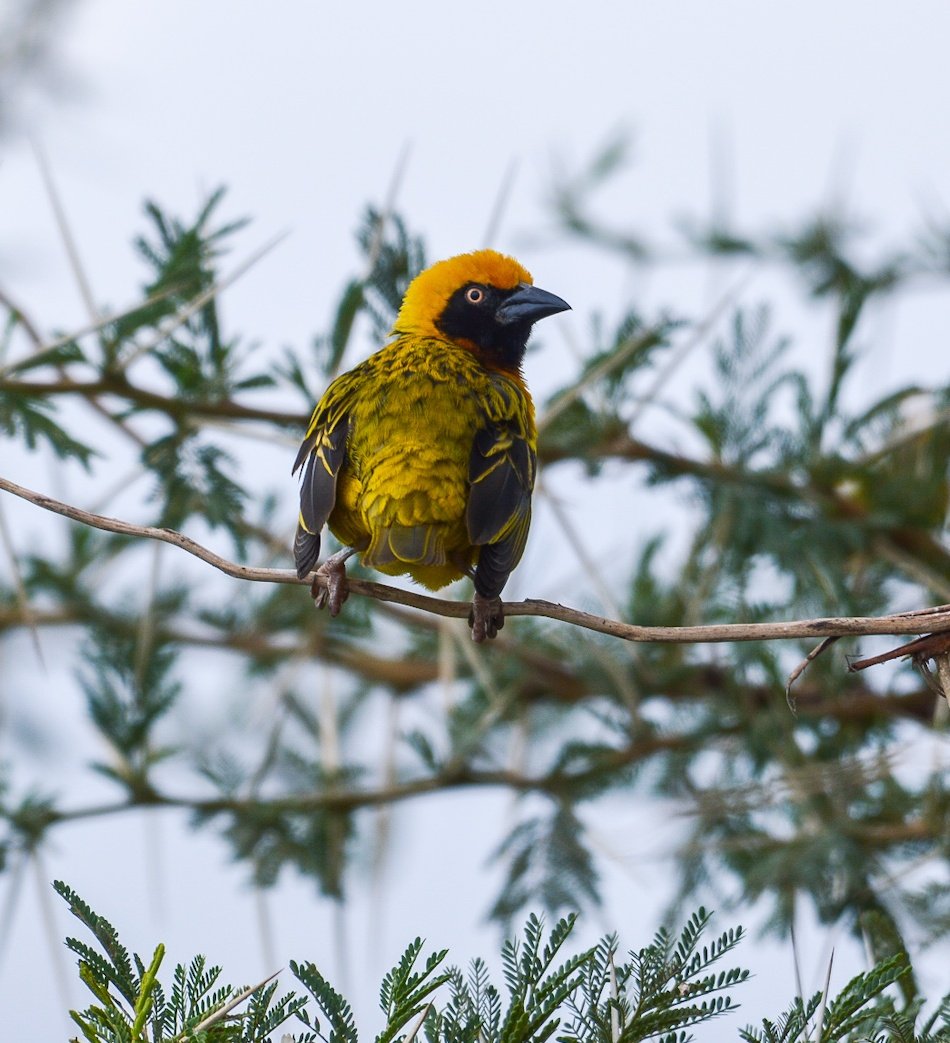BirdsKenya's tweet photo. Speke's weaver.
#birding #birdphotography #birdwatching #nature #wildlifephotography #TembeaKenya #Magicalkenya. https://t.co/yF9gTuou7a